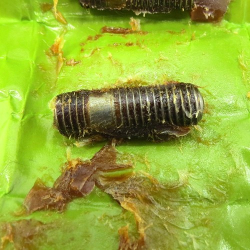 Stud for control tube clamp